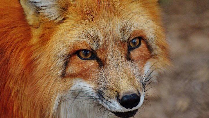 Wildtiere auf Baustellen: Clever mit schlauen Füchsen umgehen